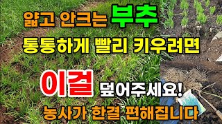 부추 굵고 빠르게 키우려면 이것만 덮어주면 폭풍성장 농사가 편해집니다 부추밭 만드는 방법 부후웃거름 #부추농…