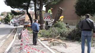 abbattuto-l-albero-di-cardito-ad-ariano-messi-a-tacere-gli-ambientalisti