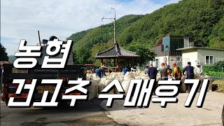 우리동네 농협 건고추 출하 후기