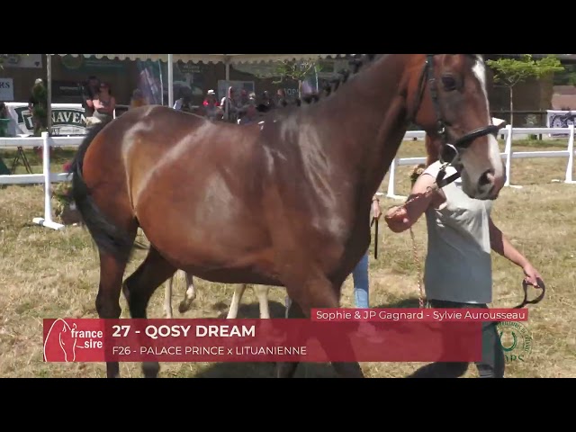 Pouliche AQPS (foal) pour courses