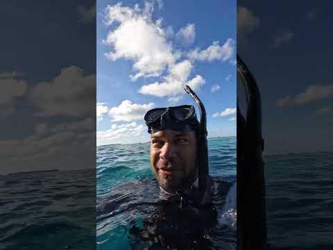 Pearl Farm on our beautiful Island Mother of Black Pearl's Manihiki Cook Islands.