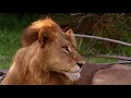 The Lion King Simba S Pride Trailer Fanmade