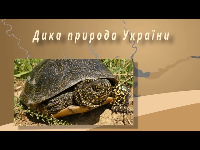 Фото Озвучування документального фільму