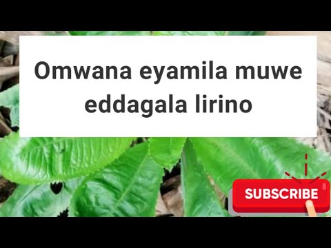 Omwana nga yamira eddagala lirino @SSENGABIROOTONEDDAGALA