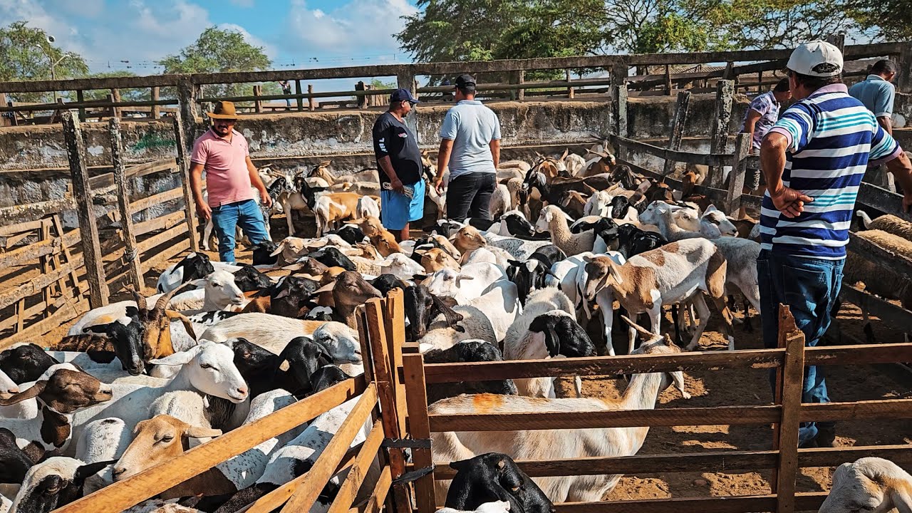 FEIRA DE CARNEIROS E SUÍNOS DE CARUARU PE, TERÇA FEIRA, 10/12/24 #nordeste