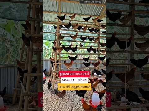 കോഴികൾക്ക് ഇരിക്കാൻ പൊക്കത്തിലുള്ള കൂട് #shortsvideo #poultryfarming #malayalam