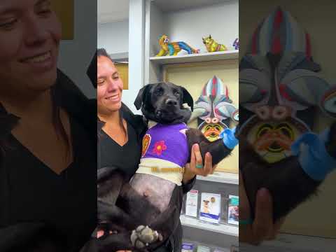 This Cat Waited His Whole Life For A Dog Best Friend | The Dodo