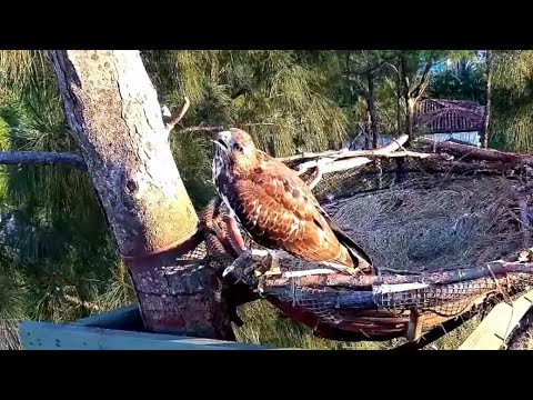 Wildlife Rescue of Dade ✿ Red Tail Hawk Does Nestorations - Throws Rons Stick Overboard ✿ 2023.09.09