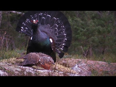 Urogallo ( Tetrao urogallus ) Capercaillie