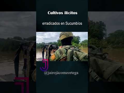Erradicación de cultivos ilícitos en Sucumbíos