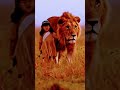 Choti Bacchi Ke Sath Sher Kaise Chal Raha Hai Video To Status