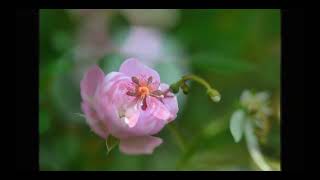 元気な花園：自宅の庭で咲く花々（春・夏）
