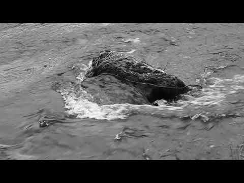 RIVERRUN a film by Danny McCarthy