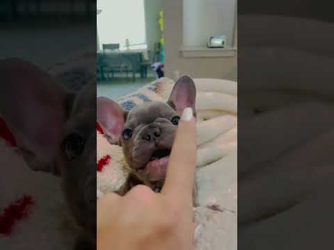 adorable frenchie puppy