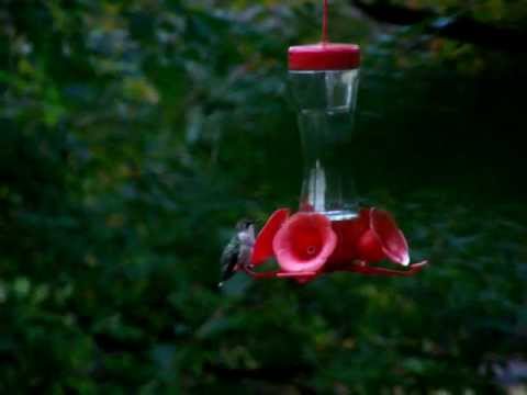 October Hummingbird, Pickens County Georgia