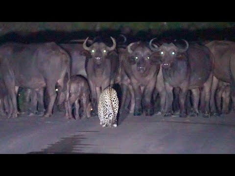 Leopard Takes Down Buffalo Calf | Kruger National Park
