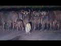 Leopard Takes Down Buffalo Calf Kruger National Park