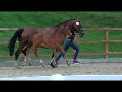 Stf v Vitalis x Laurentio x Feiner Stern 2019