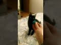 Ruby Playing Fetch