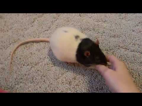 How to teach your rats tricks.