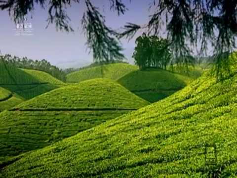 Munnar video