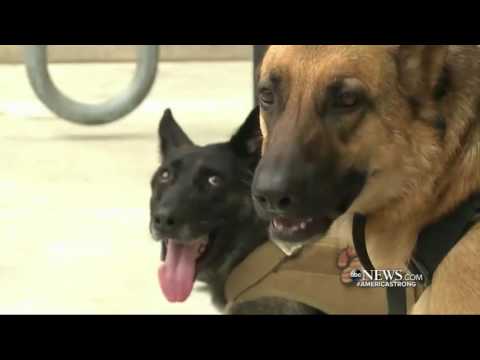 Four U.S. Military Dogs Receive Top Honor for Their Service