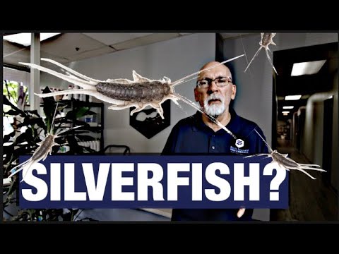 YouTube video about Unwanted House Guests: Silverfish and Firebrats