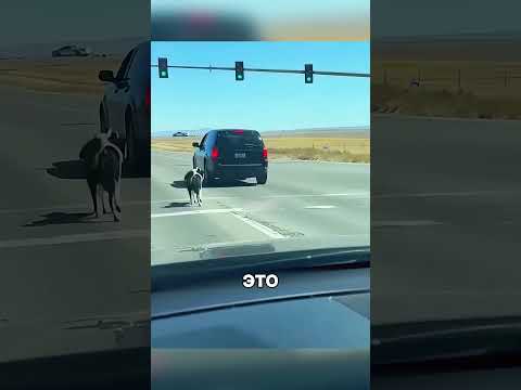 Добрая девушка спасла БЕДНУЮ СОБАКУ🥺🚗🐶