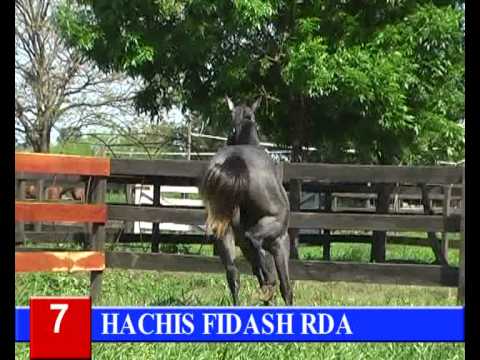 2014-GRAN REMATE HARAS RINCON DEL AGUARA - LOTE 7 - HACHIS FIDASH RDA