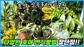호야 번식에 성공했다면 해야할 일!! 다양한 호야 번식 방법의 장단점!!