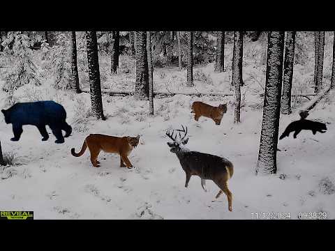 Best 2024 Idaho Trail Camera Videos Compilation