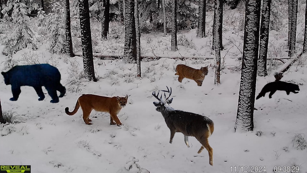 Best 2024 Idaho Trail Camera Videos Compilation
