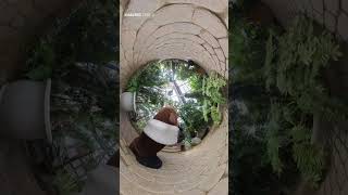 【頑張って 元ネタ / 轟はじめ】ねばーる君  #insta360 #funny #prank #ねばーる君 #funny #ibaraki