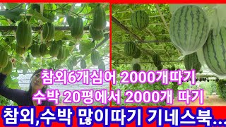 참외,수박 많이따기 기네스북 등재를... 수박200평에서 2000개따기,참외6개심어 2000개따기,,참외,수…