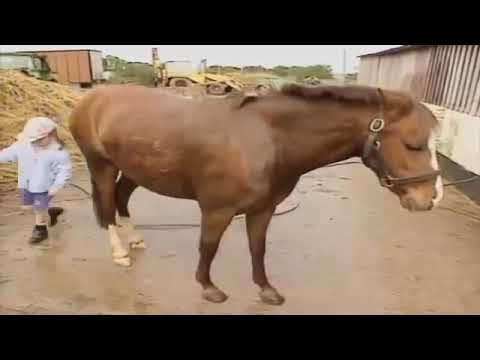 Teletubbies TV Emily Washing the Pony Date 18 September 1997