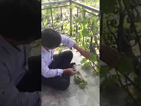 Garova Baglari Gunlugu Asmada Yongali Goz Asisi