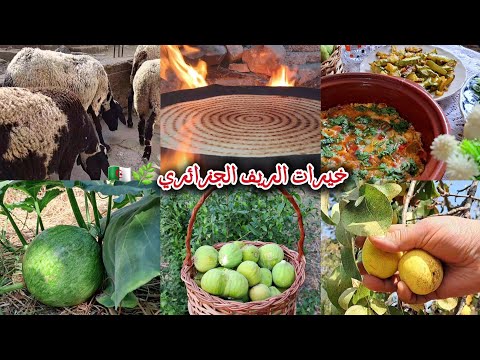 جولة فبيتي الريفي بجيجل 🏡 | روتين التزرزيق والشطارة 🧼| غذاء صيفي على الحطب 🔥 كسرة وتشكشوكة جزائرية🇩🇿