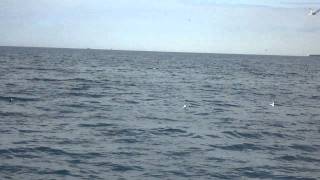 preview picture of video 'Dolphins and puffins in Atlantic Ocean Iceland Húsavík 1'