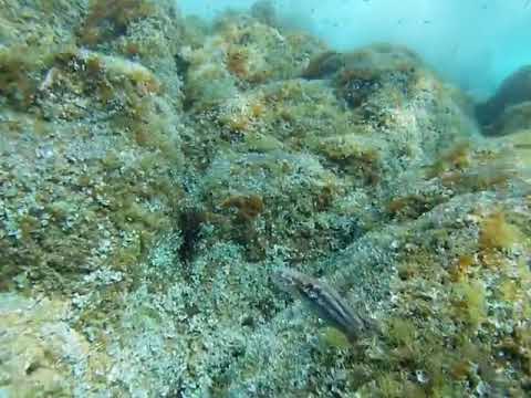 Is someone there? Yes! Try to catch me ... the #ink #octopus machine