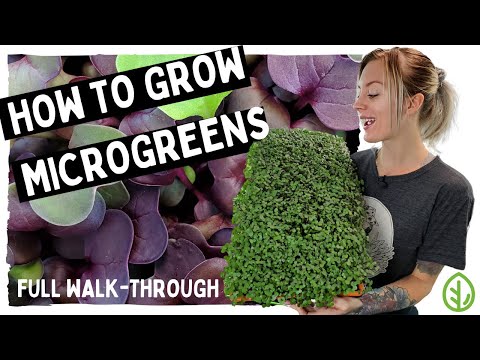 , title : 'How to Grow Microgreens - Full walk-through with TIPS & TRICKS on Red Acre Cabbage!! - On The Grow'