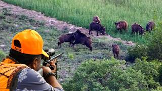 GIANT WILD BOAR INVASION: Massive Herds, Perfect Shots & Epic Hunts!