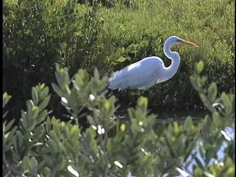 Don’t hike so close to me: How the presence of humans can disturb wildlife up to half a mile away