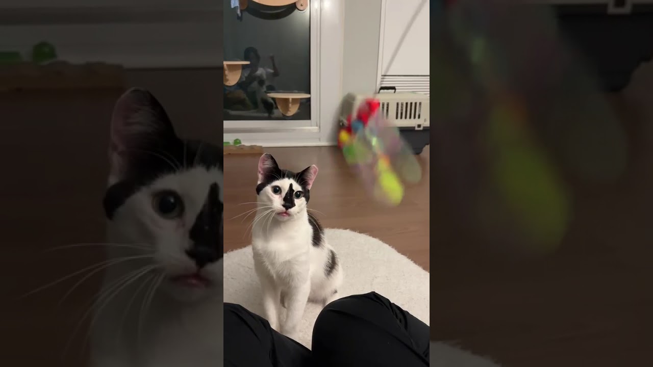 Enlarge Ollie, a Adoptable Domestic Short Hair in Pickering, ON video 6/6