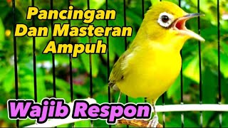 Download lagu KECIAL KUNING GACOR PANCINGAN DAN MASTERAN PALING AMPUH mp3 Download lagu KECIAL KUNING GACOR PANCINGAN DAN MASTERAN PALING AMPUH mp3