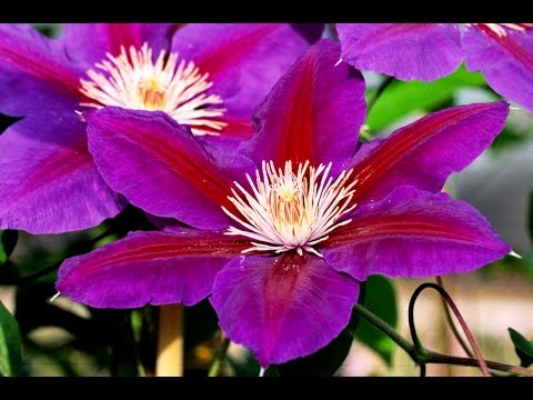 Best Flowering Vines, Clematis Anna Louise