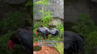 Download lagu Tips membuat nafas ayam jadi panjang #ayambagus #merawatayam #ayambk mp3