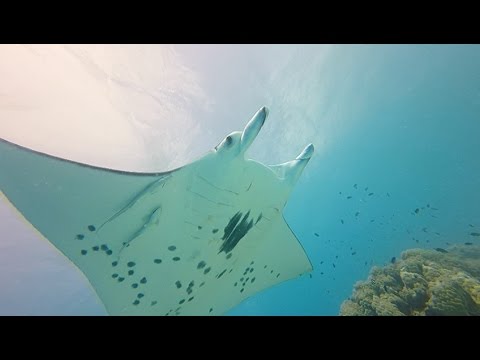 Tikehau Manta Cleaning Station
