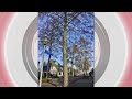 Gemeenteraad Almere buigt zich over langslepende kwestie bomenkap