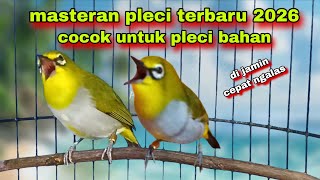 Download lagu Suara Burung Pleci Gacor Ngalas Nembak || Masteran Pleci Terbaru 2026 mp3