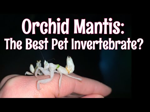 Orchid Mantis: The Best Pet Invertebrate? With Peter of Bugs in Cyberspace